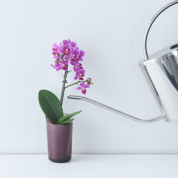 花言葉は「幸福が飛んでくる」敬老の日に贈りたい、心をこめたミディ胡蝶蘭[PR]