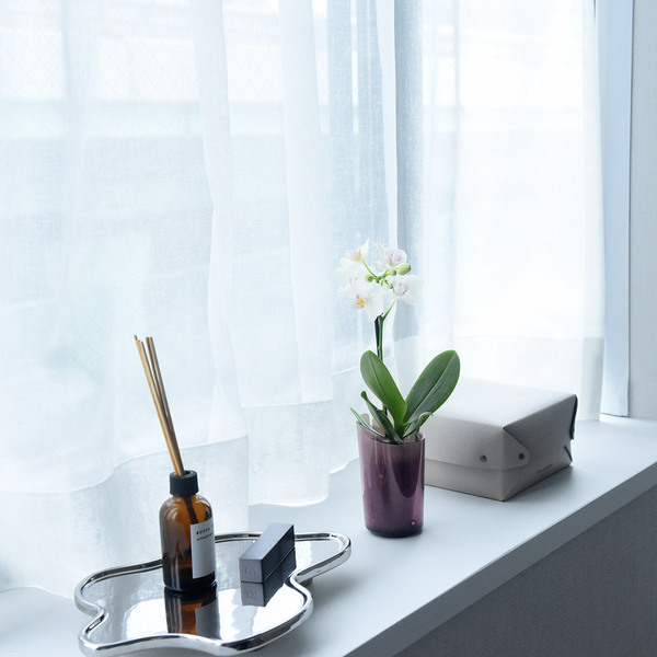 花言葉は「幸福が飛んでくる」敬老の日に贈りたい、心をこめたミディ胡蝶蘭[PR]