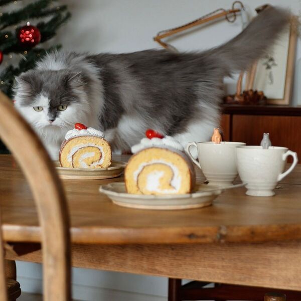 猫好きさんに贈りたい！ティータイムをほっこり彩る猫グッズ2選【インスタグラマーさんのもの選び】[PR]