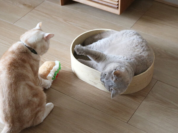 猫飼いスタッフ達による“新ブランド”誕生！愛猫とシンプルに暮らす『bon moment cat』[PR]