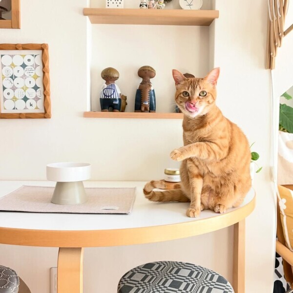 猫のためのボンモマン「bon moment cat」ついに始動！猫飼いスタッフが本気で考えたニャンコ溺愛グッズを、インスタグラマーさんもいざ体験！[PR]