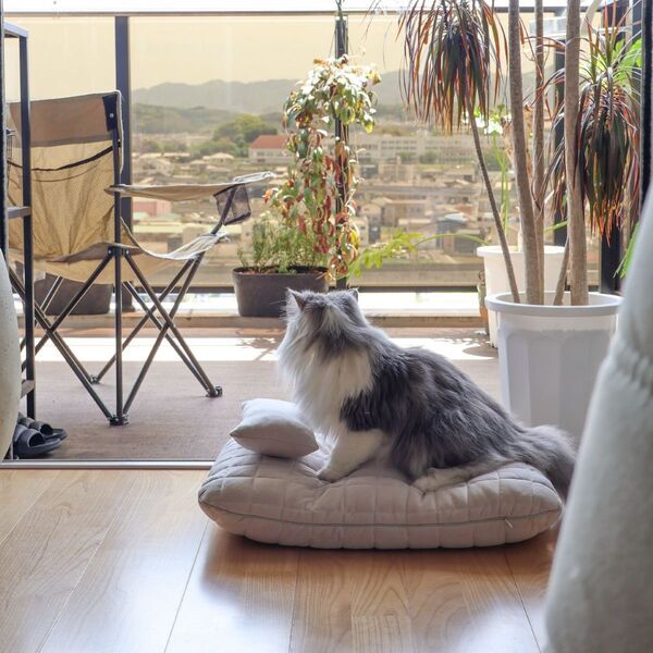猫のためのボンモマン「bon moment cat」ついに始動！猫飼いスタッフが本気で考えたニャンコ溺愛グッズを、インスタグラマーさんもいざ体験！[PR]