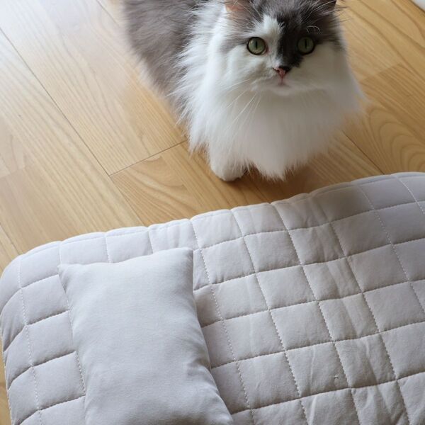 猫のためのボンモマン「bon moment cat」ついに始動！猫飼いスタッフが本気で考えたニャンコ溺愛グッズを、インスタグラマーさんもいざ体験！[PR]