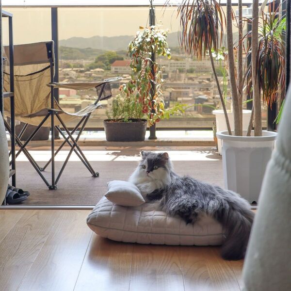 猫のためのボンモマン「bon moment cat」ついに始動！猫飼いスタッフが本気で考えたニャンコ溺愛グッズを、インスタグラマーさんもいざ体験！[PR]