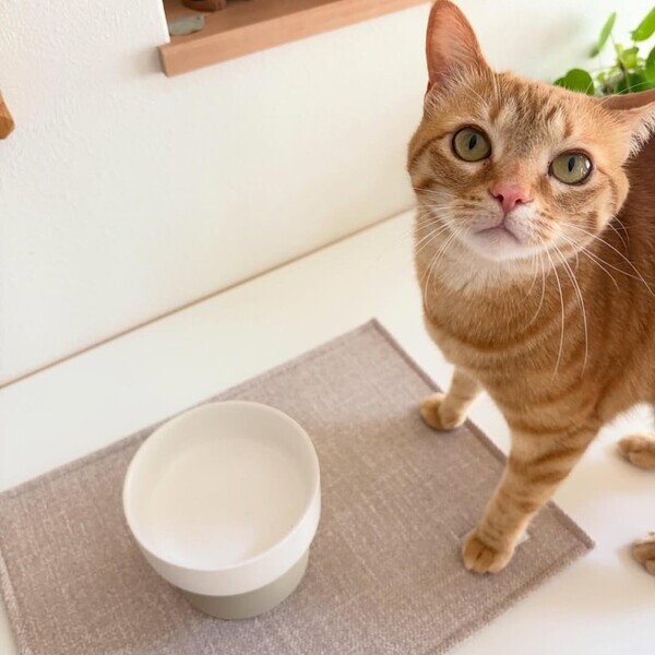 猫のためのボンモマン「bon moment cat」ついに始動！猫飼いスタッフが本気で考えたニャンコ溺愛グッズを、インスタグラマーさんもいざ体験！[PR]