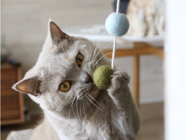 【第2弾】猫と飼い主の「なかよし度」向上計画！猫好きバイヤーのイチオシグッズ４選[PR]