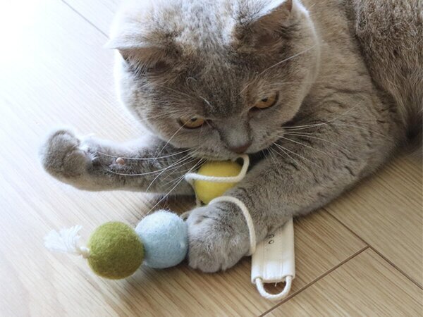 【第2弾】猫と飼い主の「なかよし度」向上計画！猫好きバイヤーのイチオシグッズ４選[PR]