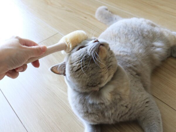 【第2弾】猫と飼い主の「なかよし度」向上計画！猫好きバイヤーのイチオシグッズ４選[PR]