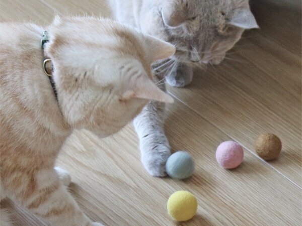 【第2弾】猫と飼い主の「なかよし度」向上計画！猫好きバイヤーのイチオシグッズ４選[PR]