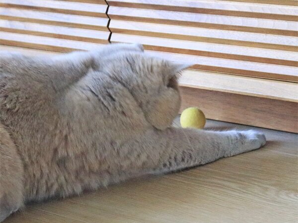 【第2弾】猫と飼い主の「なかよし度」向上計画！猫好きバイヤーのイチオシグッズ４選[PR]