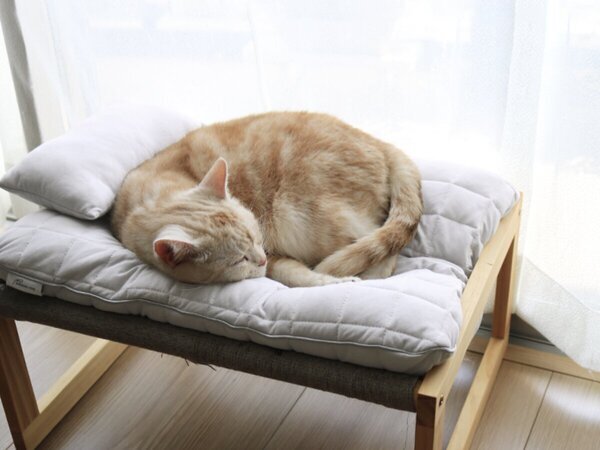 【猫グッズ人気ランキング】みんなが選んだ猫アイテムはどれ？bon moment catベスト５を発表！[PR]