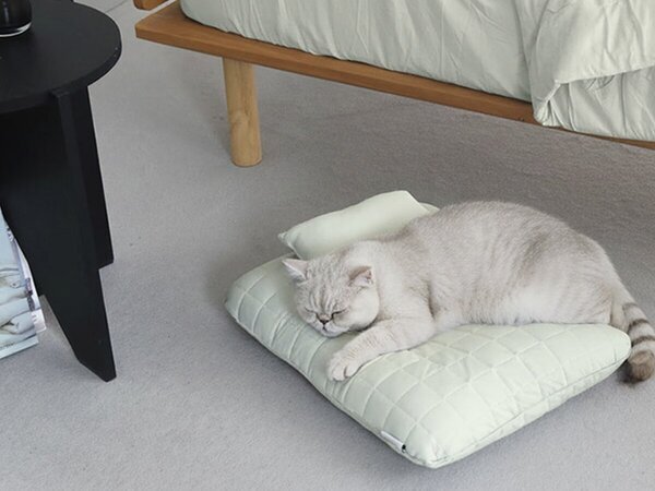 【猫グッズ人気ランキング】みんなが選んだ猫アイテムはどれ？bon moment catベスト５を発表！[PR]