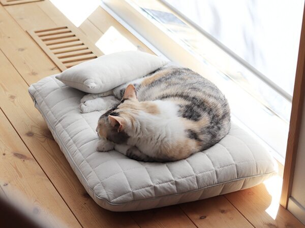 【猫グッズ人気ランキング】みんなが選んだ猫アイテムはどれ？bon moment catベスト５を発表！[PR]