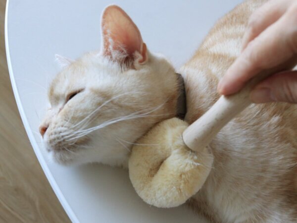 【猫グッズ人気ランキング】みんなが選んだ猫アイテムはどれ？bon moment catベスト５を発表！[PR]