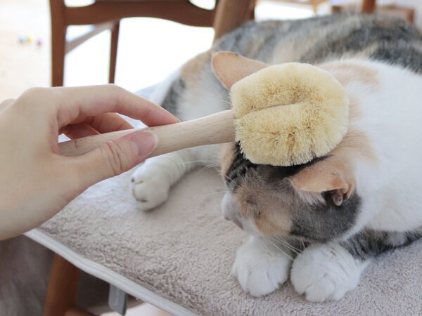 【猫グッズ人気ランキング】みんなが選んだ猫アイテムはどれ？bon moment catベスト５を発表！[PR]