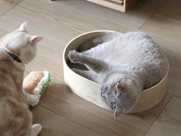 【猫グッズ人気ランキング】みんなが選んだ猫アイテムはどれ？bon moment catベスト５を発表！[PR]
