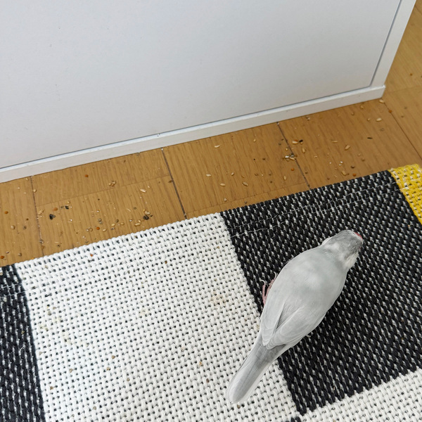文鳥との暮らしで増えた掃除の悩みを解決。気づいた時にサッと使えるコードレススポットクリーナー[PR]