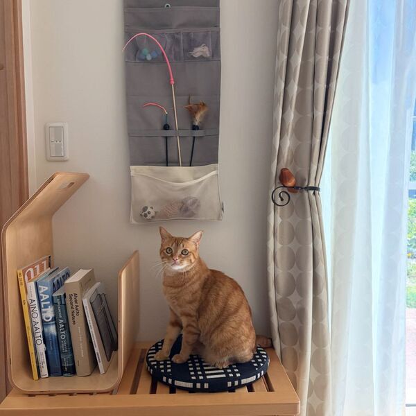 収納しずらい“猫じゃらし”のごちゃつきは専用収納で解決！愛猫家インスタグラマーさんの「おもちゃ」＆「ケアグッズ」収納術[PR]
