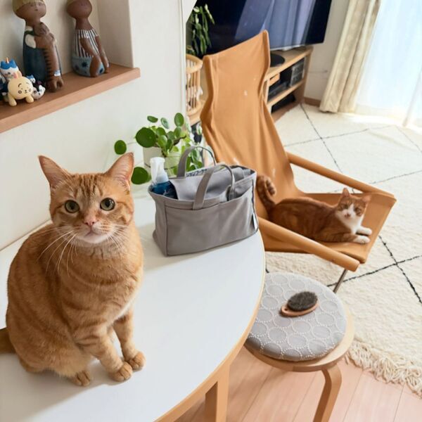 収納しずらい“猫じゃらし”のごちゃつきは専用収納で解決！愛猫家インスタグラマーさんの「おもちゃ」＆「ケアグッズ」収納術[PR]
