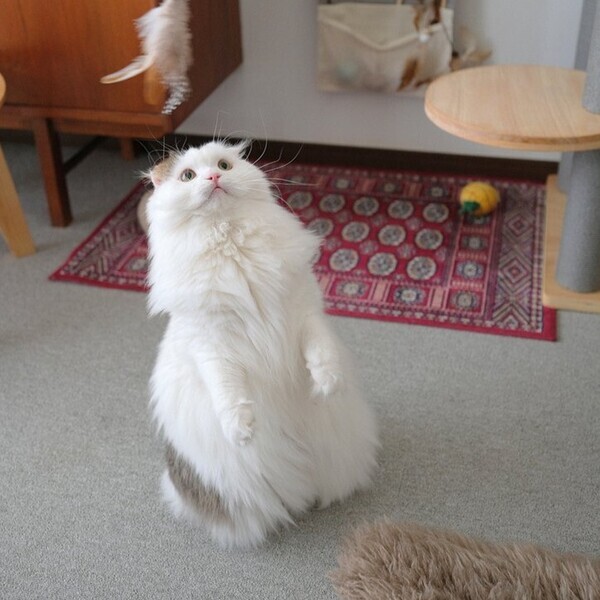 収納しずらい“猫じゃらし”のごちゃつきは専用収納で解決！愛猫家インスタグラマーさんの「おもちゃ」＆「ケアグッズ」収納術[PR]