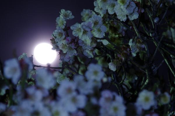 心なごむ昔ながらのスローライフ「旧暦の暮らし」とは？