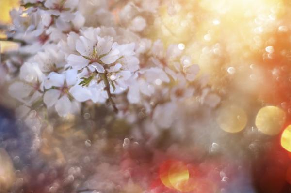 お花見で願いを叶える！女性がしあわせになれる恋愛・結婚・出産の女神さまって？