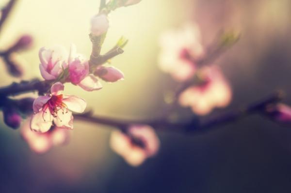 お花見で願いを叶える！女性がしあわせになれる恋愛・結婚・出産の女神さまって？