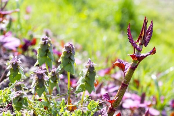 【4月20日から29日】困難を乗り越えるパワーがみなぎる！春は「食」で開運しよう