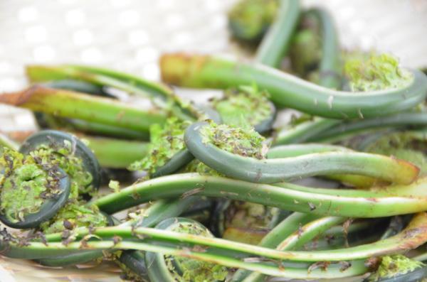 【4月20日から29日】困難を乗り越えるパワーがみなぎる！春は「食」で開運しよう