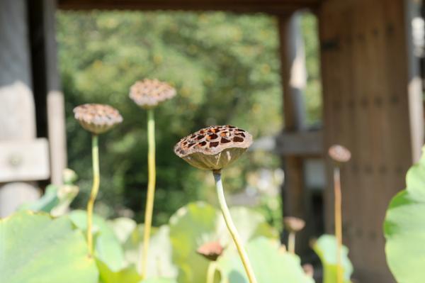 【4月20日から29日】困難を乗り越えるパワーがみなぎる！春は「食」で開運しよう
