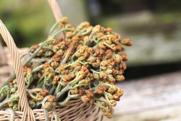 【4月20日から29日】困難を乗り越えるパワーがみなぎる！春は「食」で開運しよう