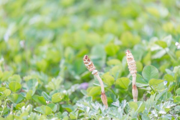 【4月20日から29日】困難を乗り越えるパワーがみなぎる！春は「食」で開運しよう