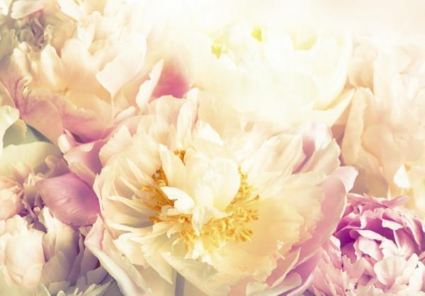 【4月30日から5月4日】古くから女性の恋愛運とココロを支えてきた花とは？