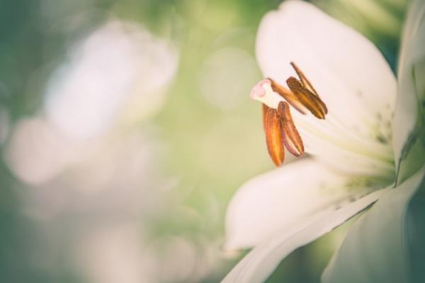 【4月30日から5月4日】古くから女性の恋愛運とココロを支えてきた花とは？