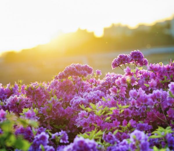 疲れたココロに効く！5月の開運パワーがみなぎる「心理テスト」