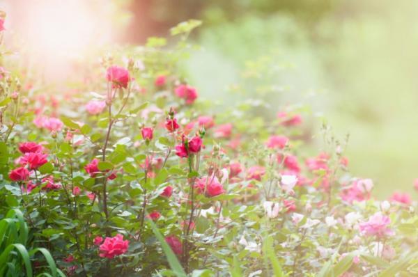 美しい女性はみんな知ってる！しあわせの法則