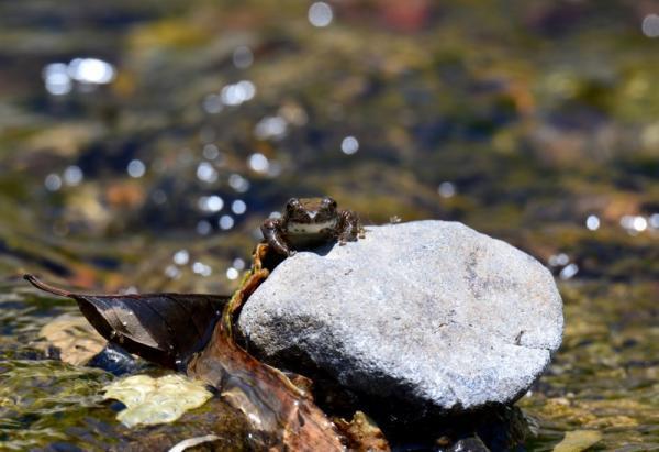 【5月5日から5月14日】女性の願いを叶えてくれる「カエル神社」に行ってみましょう！