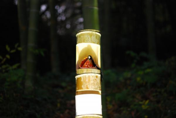 【5月22日】胸のなかの「悲しみ」が消えていく！5月の満月に咲き乱れる花とは？