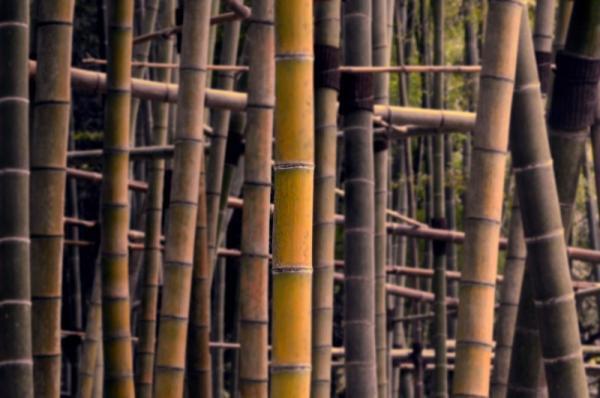 【5月22日】胸のなかの「悲しみ」が消えていく！5月の満月に咲き乱れる花とは？