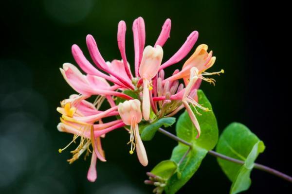 【5月22日】胸のなかの「悲しみ」が消えていく！5月の満月に咲き乱れる花とは？