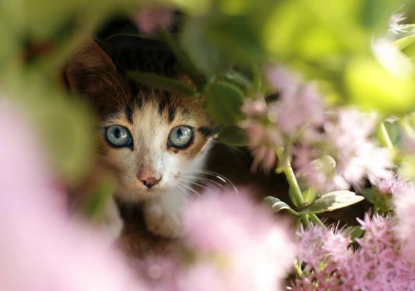 自然と笑顔になれる婚活とは？動物が出会いのきっかけを作るスポット4選