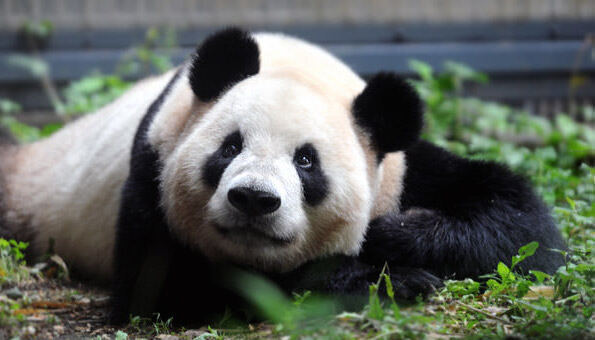 自然と笑顔になれる婚活とは？動物が出会いのきっかけを作るスポット4選