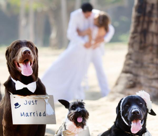 自然と笑顔になれる婚活とは？動物が出会いのきっかけを作るスポット4選