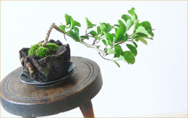 女性でも楽しめる盆栽が大人気！色とりどりなミニ盆栽の楽しみ方