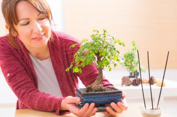 女性でも楽しめる盆栽が大人気！色とりどりなミニ盆栽の楽しみ方