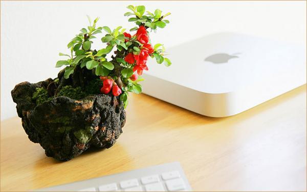 女性でも楽しめる盆栽が大人気！色とりどりなミニ盆栽の楽しみ方