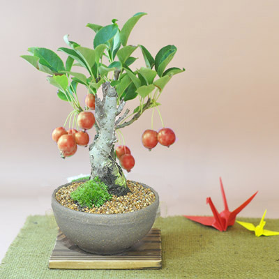 女性でも楽しめる盆栽が大人気！色とりどりなミニ盆栽の楽しみ方