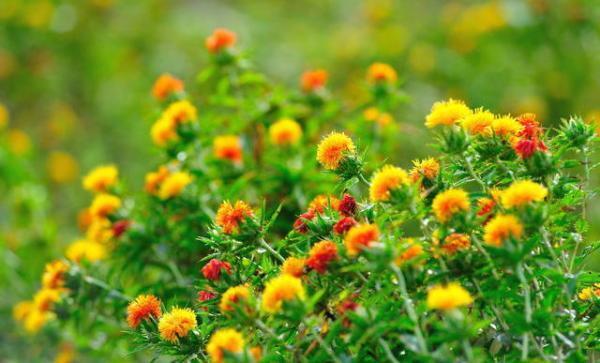 もっとも愛されるのはブス？美女にブスが勝つときの法則【5月26日から30日】