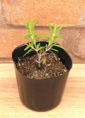 【今年は猛暑？！】ローズマリー入浴法で疲れ知らずな体を作る！