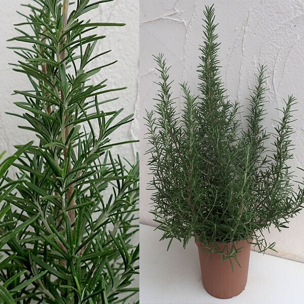 【今年は猛暑？！】ローズマリー入浴法で疲れ知らずな体を作る！